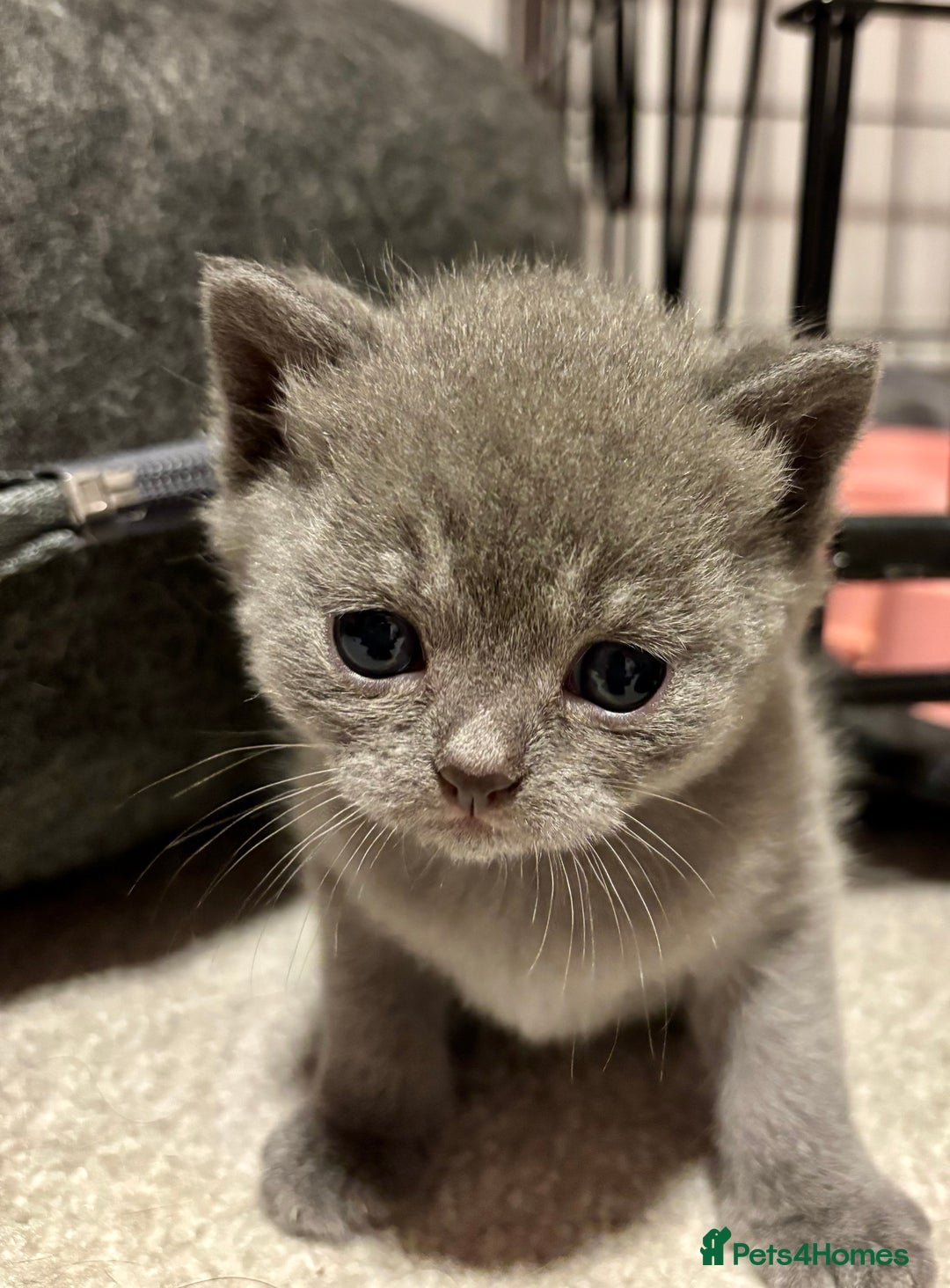 Mixed Breed cats for sale: Adorable kittens for sale - Advert 10