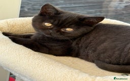 British Shorthair cats for sale: Rare Coloured British Shorthair kittens - Image 22