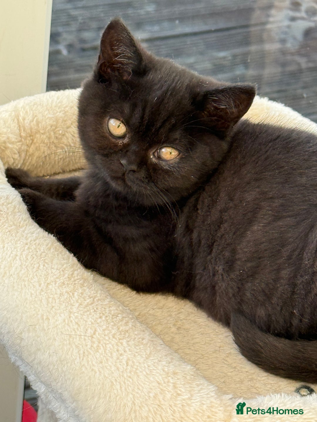 British Shorthair cats for sale: Rare Coloured British Shorthair kittens - Image 22