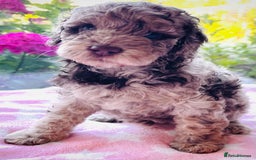 Cockapoo dogs for sale: Stunning fully DNA tested Cockapoo puppies - Image 5
