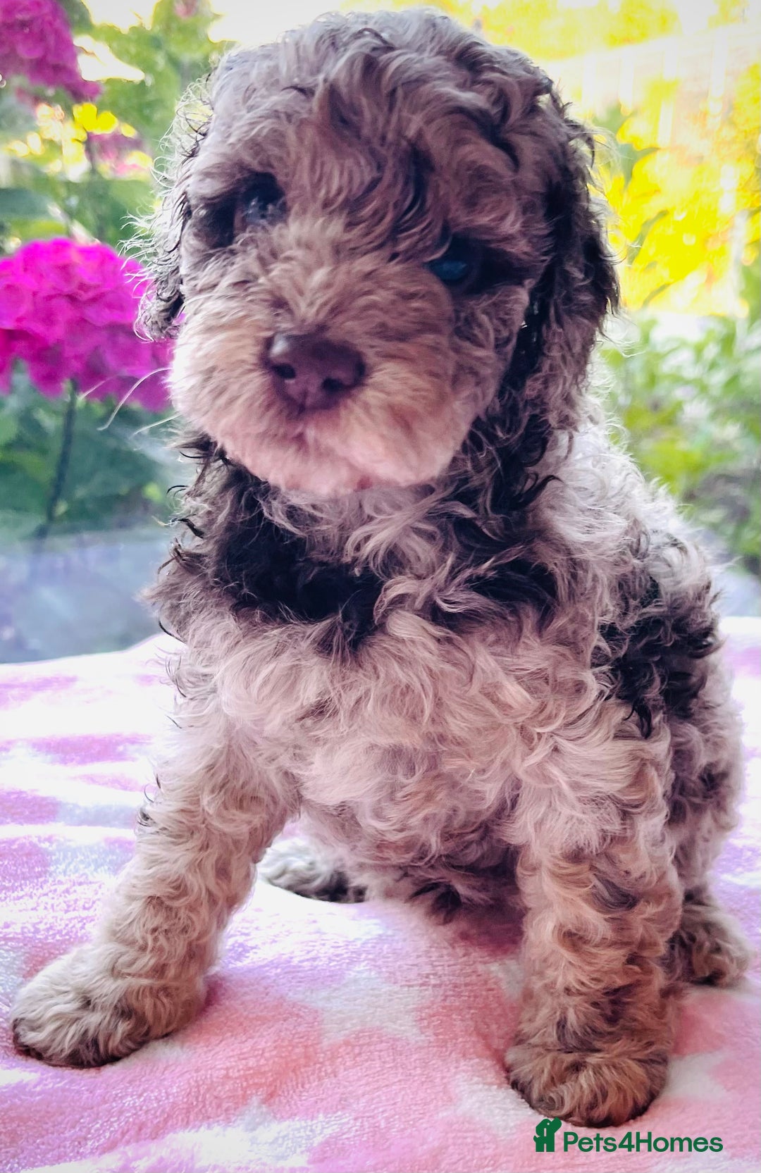 Cockapoo dogs for sale: Stunning fully DNA tested Cockapoo puppies - Image 5
