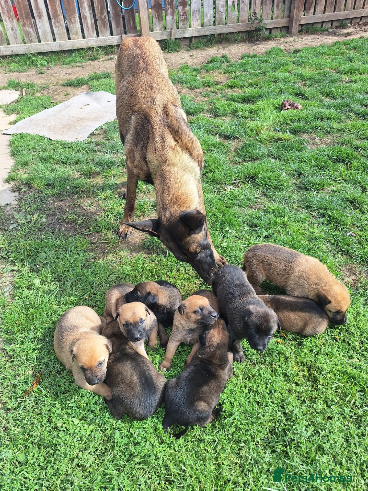 Belgian Shepherd Dog dogs Belgian malinios cross dutch shepherd - Advert 5