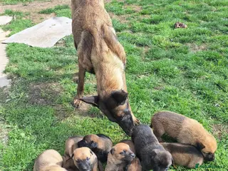 Belgian Shepherd Dog dogs Belgian malinios cross dutch shepherd - Advert 1