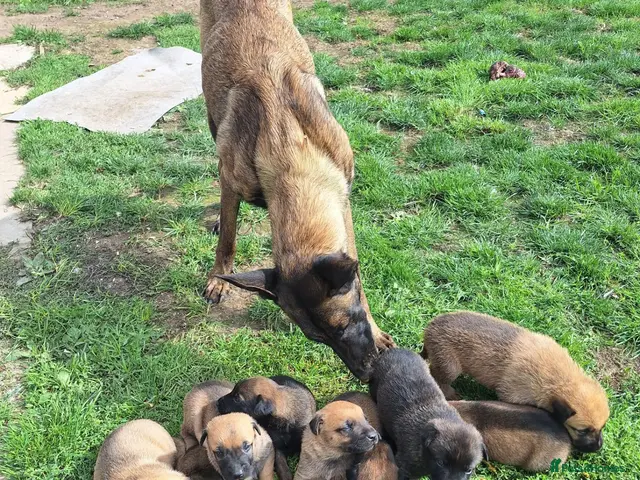 Belgian Shepherd Dog dogs Belgian malinios cross dutch shepherd - Advert 14