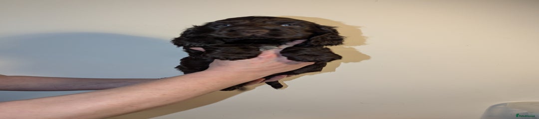 Cocker Spaniel Puppy 2