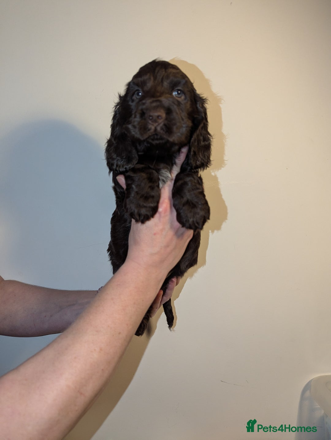 Cocker Spaniel dogs for sale: LAST ONE GIRL NEW🏠Kc reg English Cockerspaniel 🏠 - Advert 20