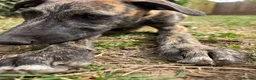 Lurcher dogs for sale: The last 2 lurcher pups.  in Skegness - Advert 16