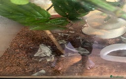 Stick Insects invertebrates for sale: Stick Insects for sale - Image 4