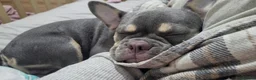 French Bulldog dogs for sale: 5 month old french bulldog in Ripley - Advert 13