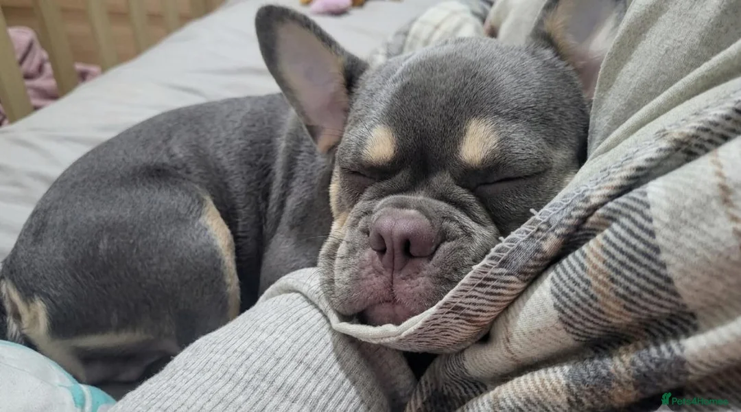 French Bulldog dogs for sale: 5 month old french bulldog in Ripley - Advert 13