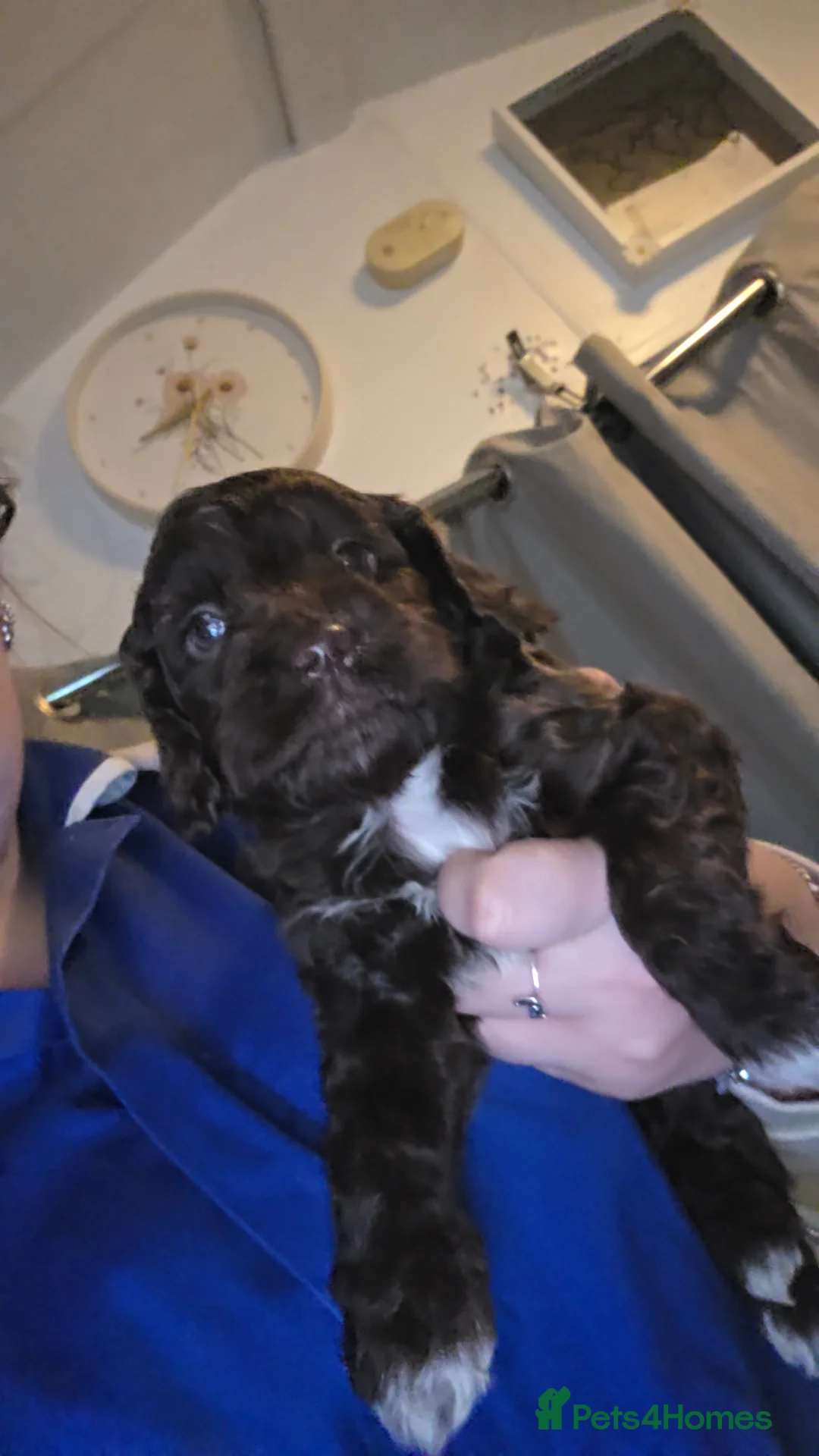 Cockapoo dogs for sale: Cockapoo puppies  - Advert 5