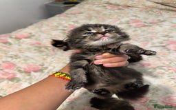 American Curl cats for sale: American curl kittens  - Image 5