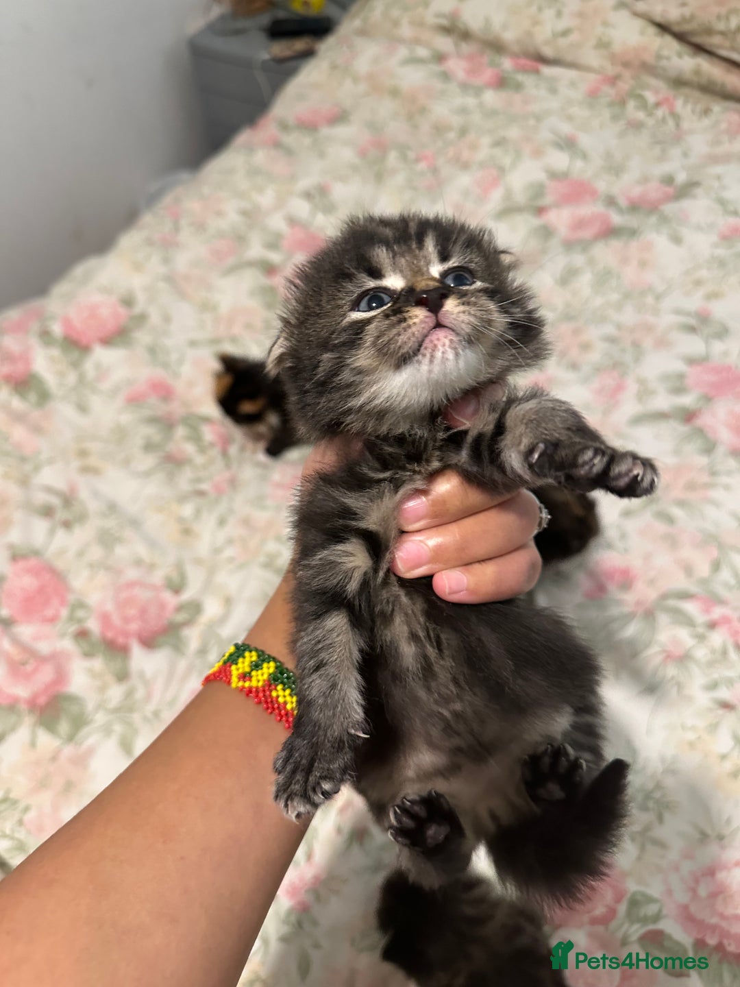 American Curl cats for sale: American curl kittens  - Image 5