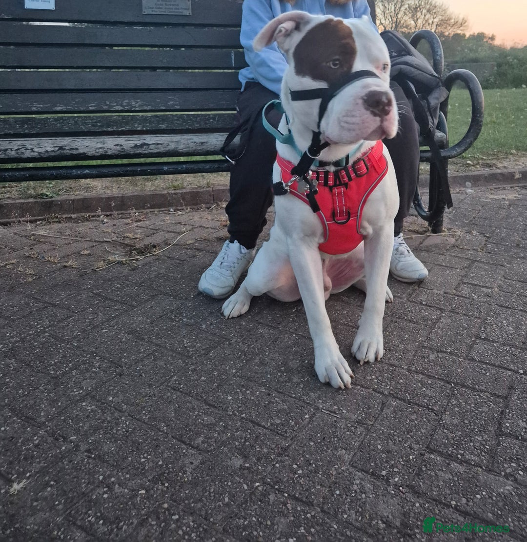 Mixed Breed dogs for sale: ACE staffy cross american bull dog - Image 8