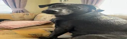Mixed Breed dogs for sale: Labrottie Puppies (Labrador x Rottweiler) in Stalybridge - Advert 3