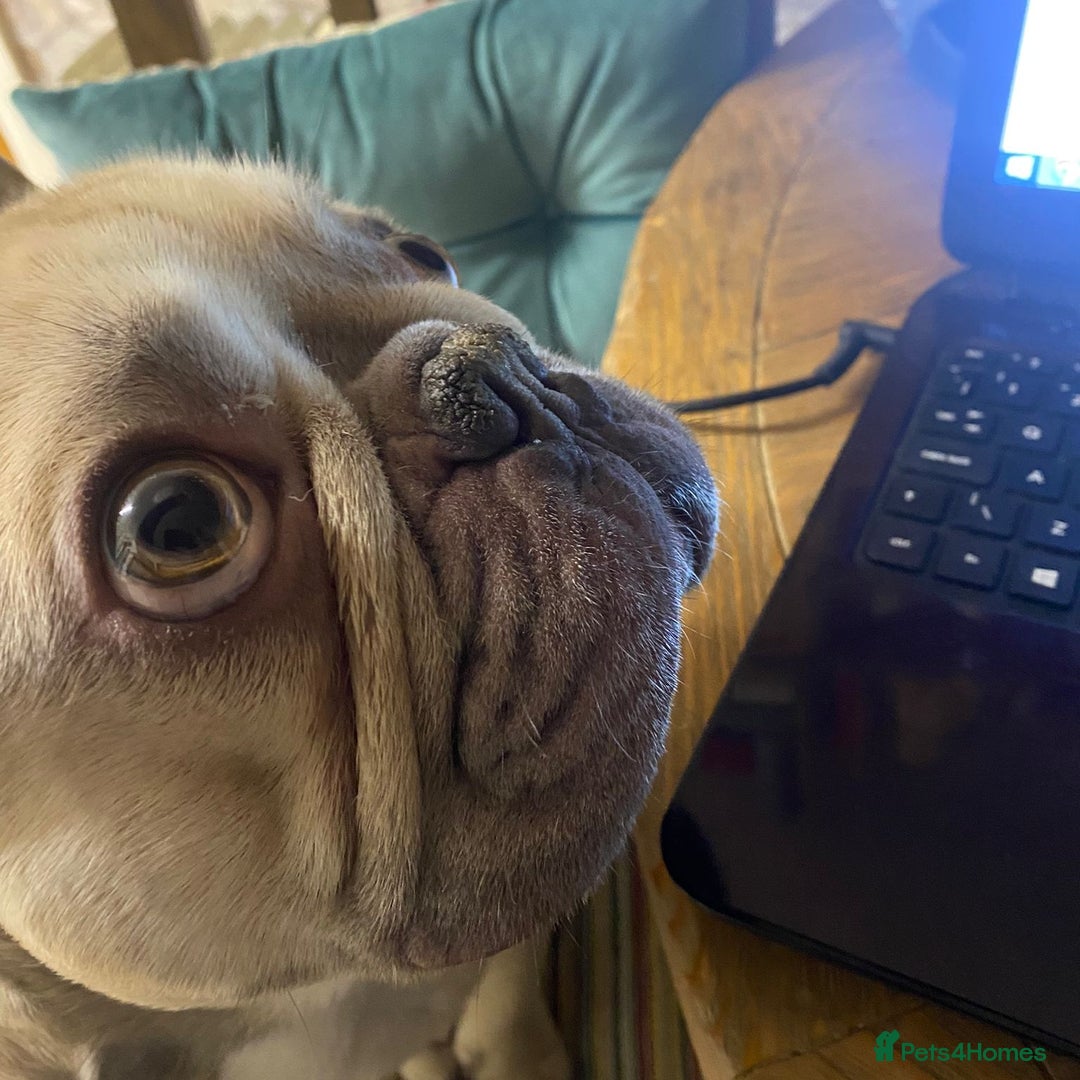 French Bulldog dogs for stud: Stud  - Image 2