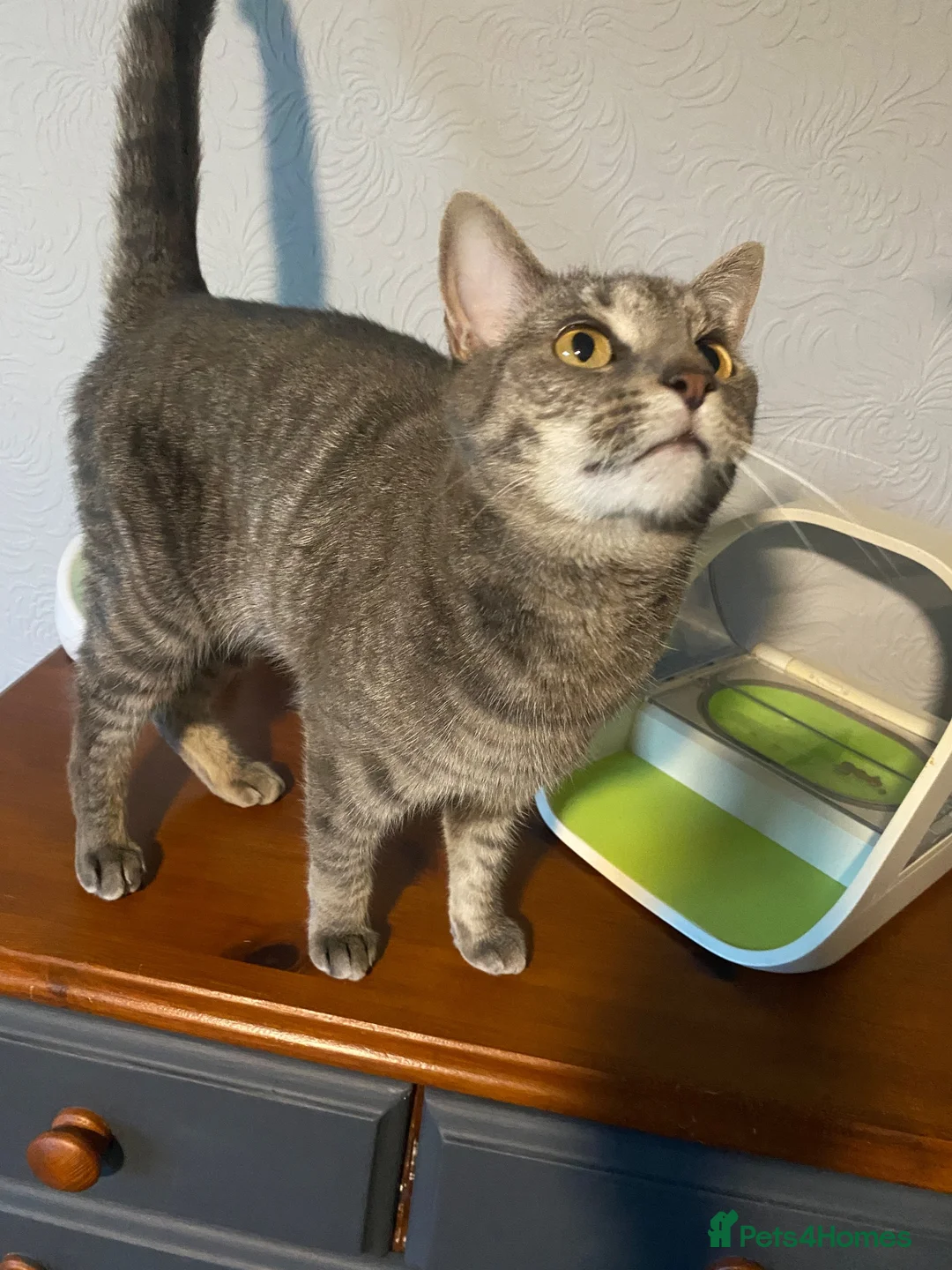 British Shorthair cats for sale: 3 year old female cat - Advert 5