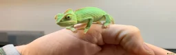 Chameleon reptiles for sale: Cb26 baby Yeman chameleons WOW AMAZING!!  - Advert 2