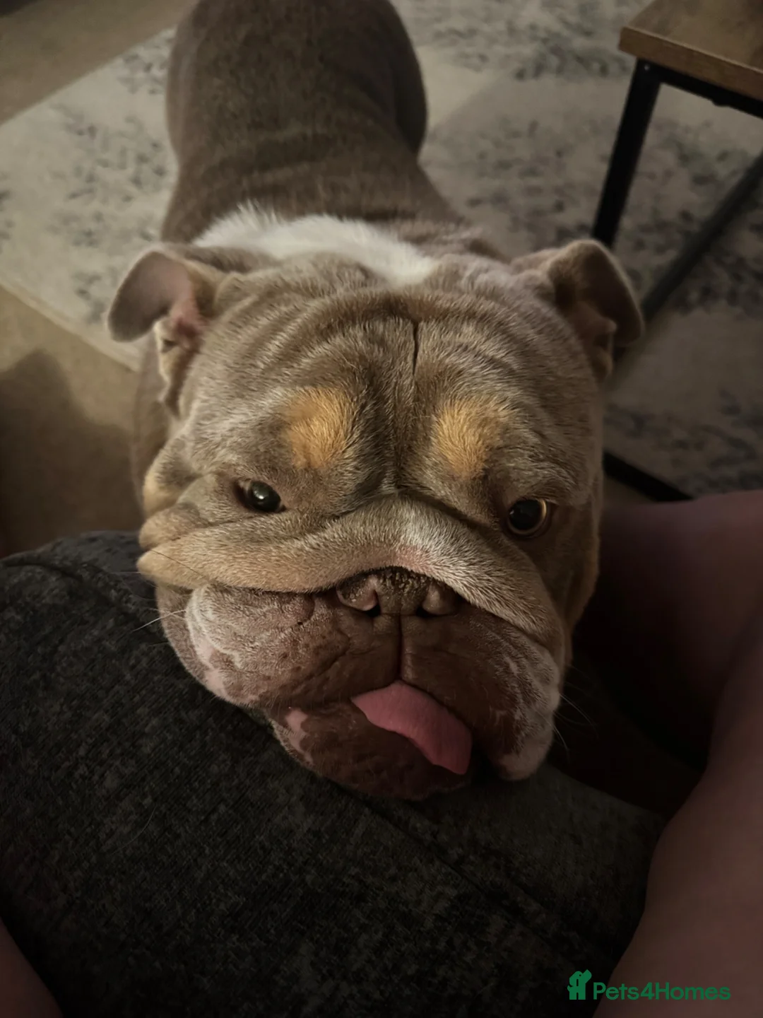 English Bulldog dogs for sale: Pig - English Bulldog - Advert 2