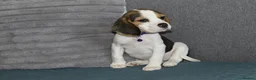 Beagle dogs for sale: Beautiful beagle puppies  - Advert 26