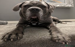 Cane Corso dogs for stud: Proven Cane Corso Stud from Champion Lines in Glasgow - Image 2