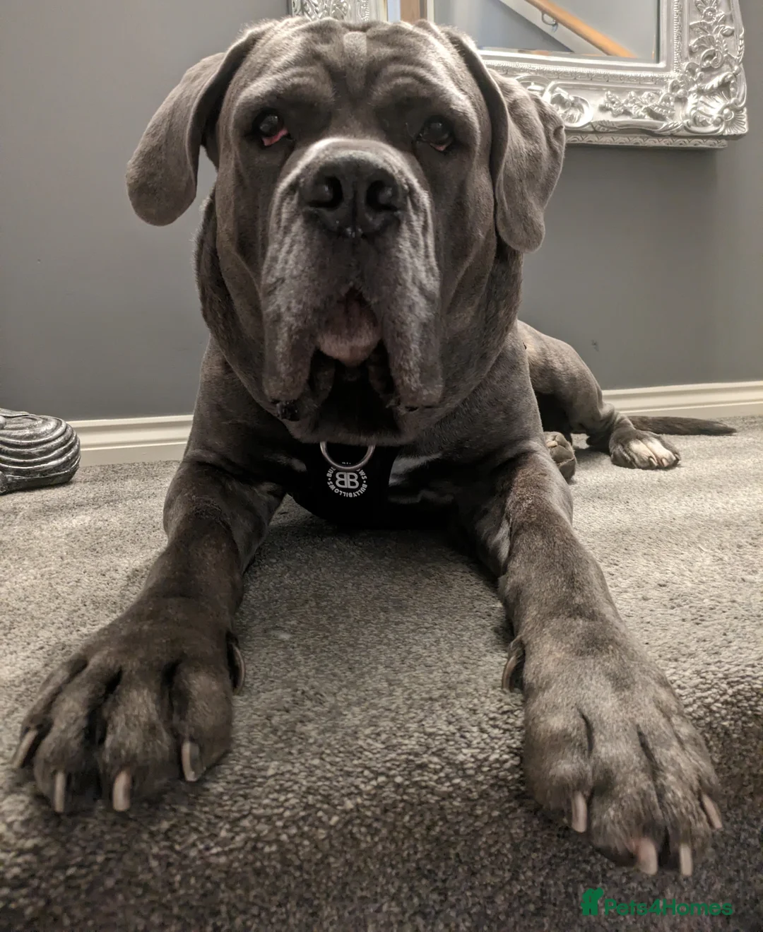 Cane Corso dogs for stud: Proven Cane Corso Stud from Champion Lines in Glasgow - Advert 2