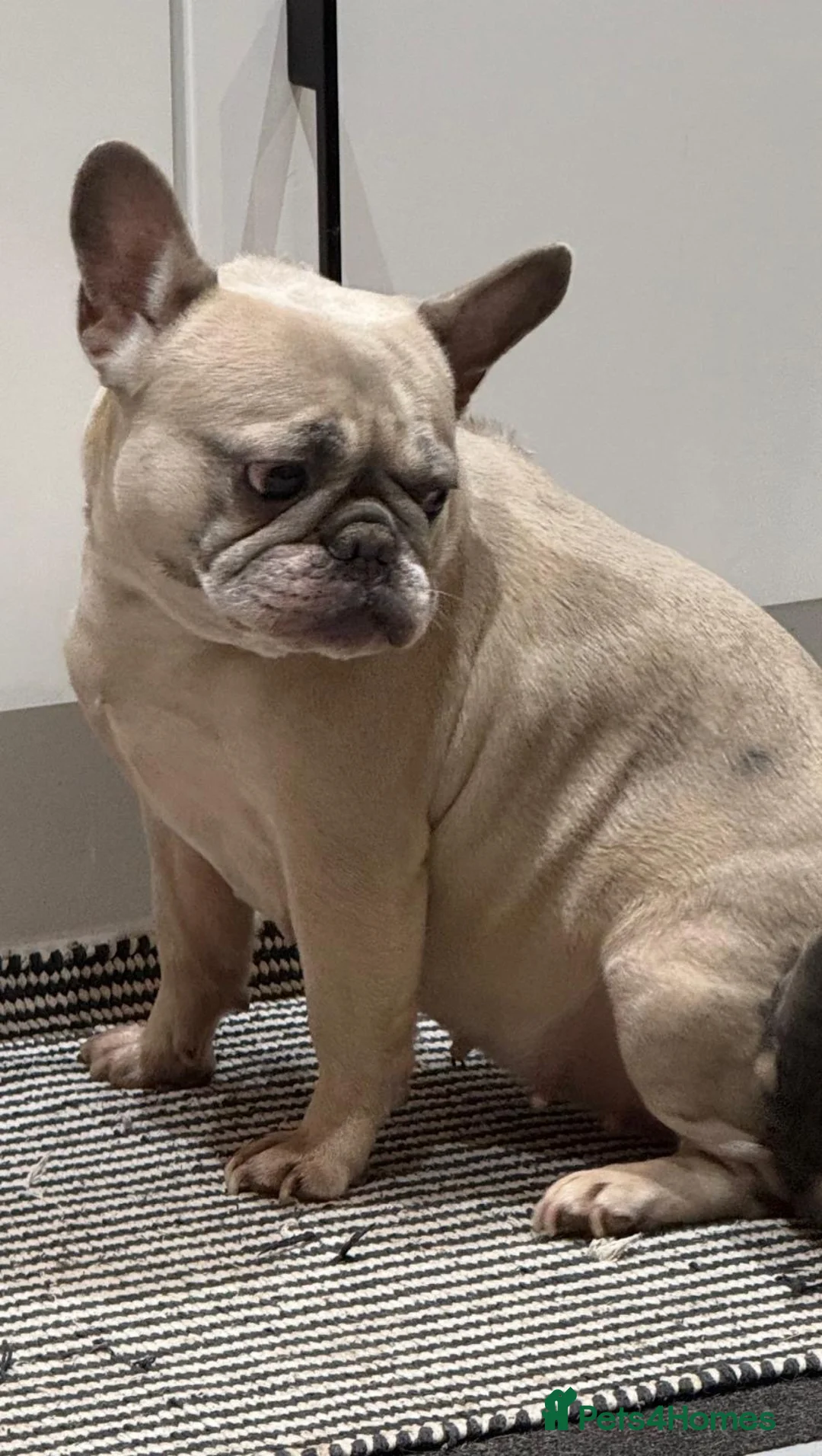 French Bulldog dogs for sale: 5yr old French Bulldog looking for a good home - Advert 2
