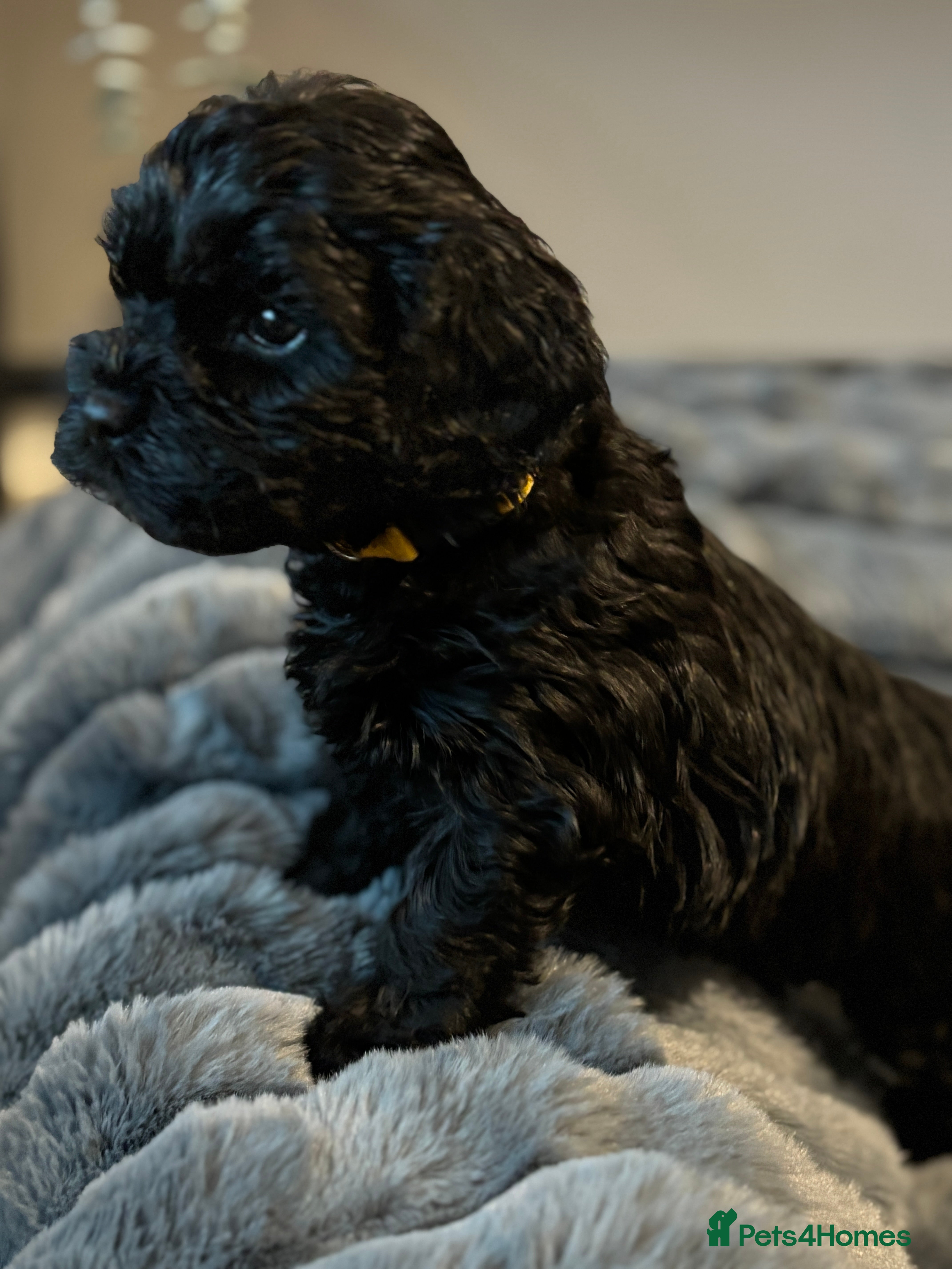 Mixed Breed dogs Adorable Sproodle Lhasa Apso Puppies - Advert 2