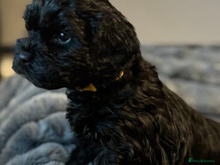 Mixed Breed dogs Sproodle Lhasa Apso Puppies **1 Female Left ** - Advert 1