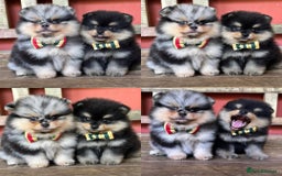 Pomeranian dogs for sale: 🧸🐾 Our Fluffy Pomeranian Puppies for Sale ✨💛 - Image 6