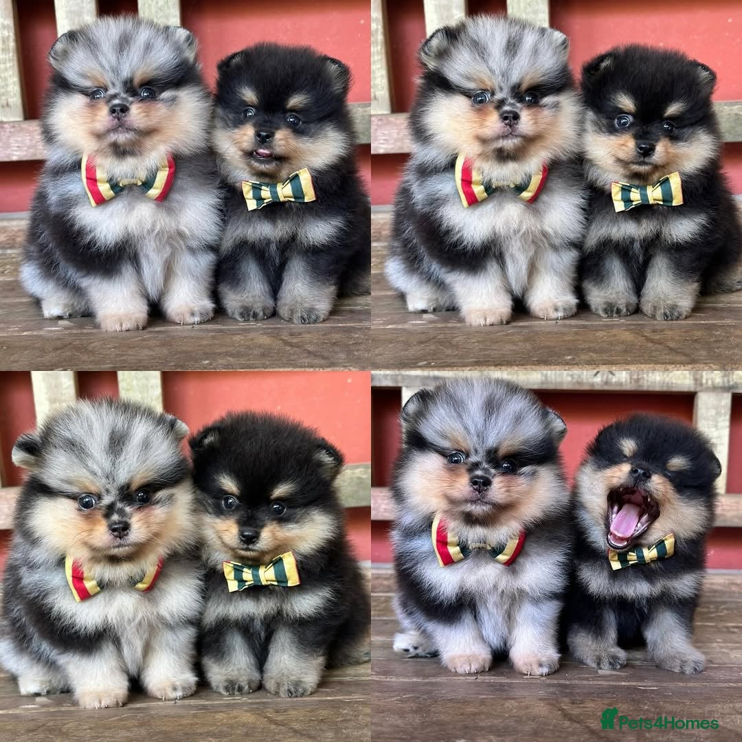 Pomeranian dogs for sale: 🧸🐾 Our Fluffy Pomeranian Puppies for Sale ✨💛 - Image 6