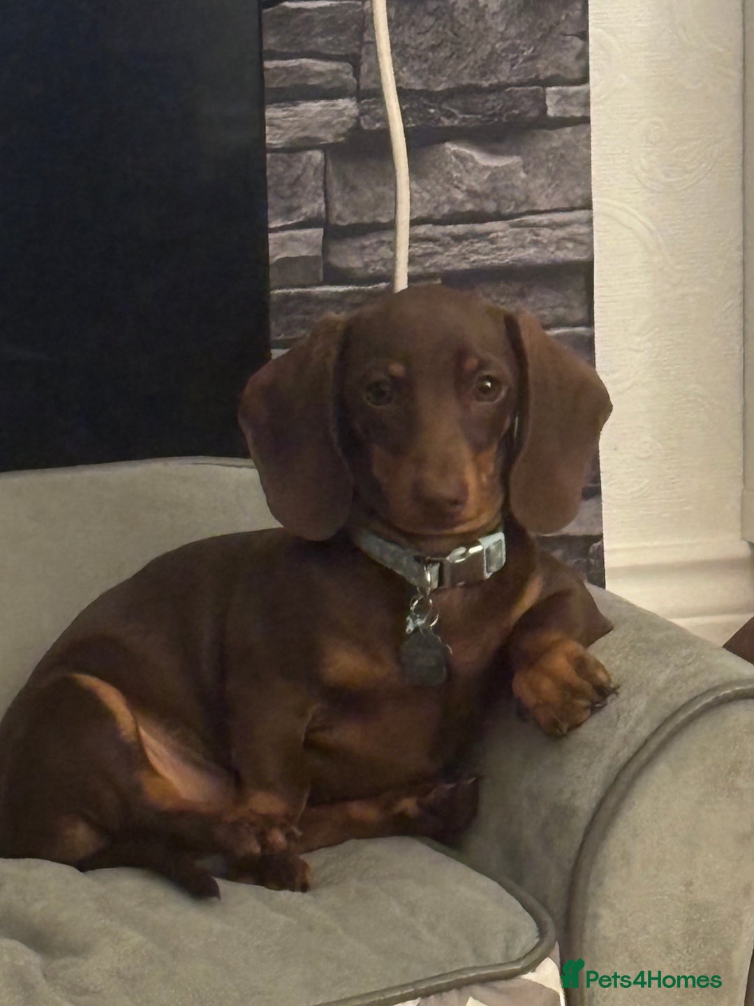 Miniature Dachshund dogs for sale: 5 miniature black & tan smooth haired dachshunds  - Image 17