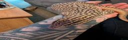 Monitor reptiles for sale: Ackie Monitor - Advert 4