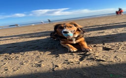 Mixed Breed dogs for sale: Ed our lovable family dog  - Image 4