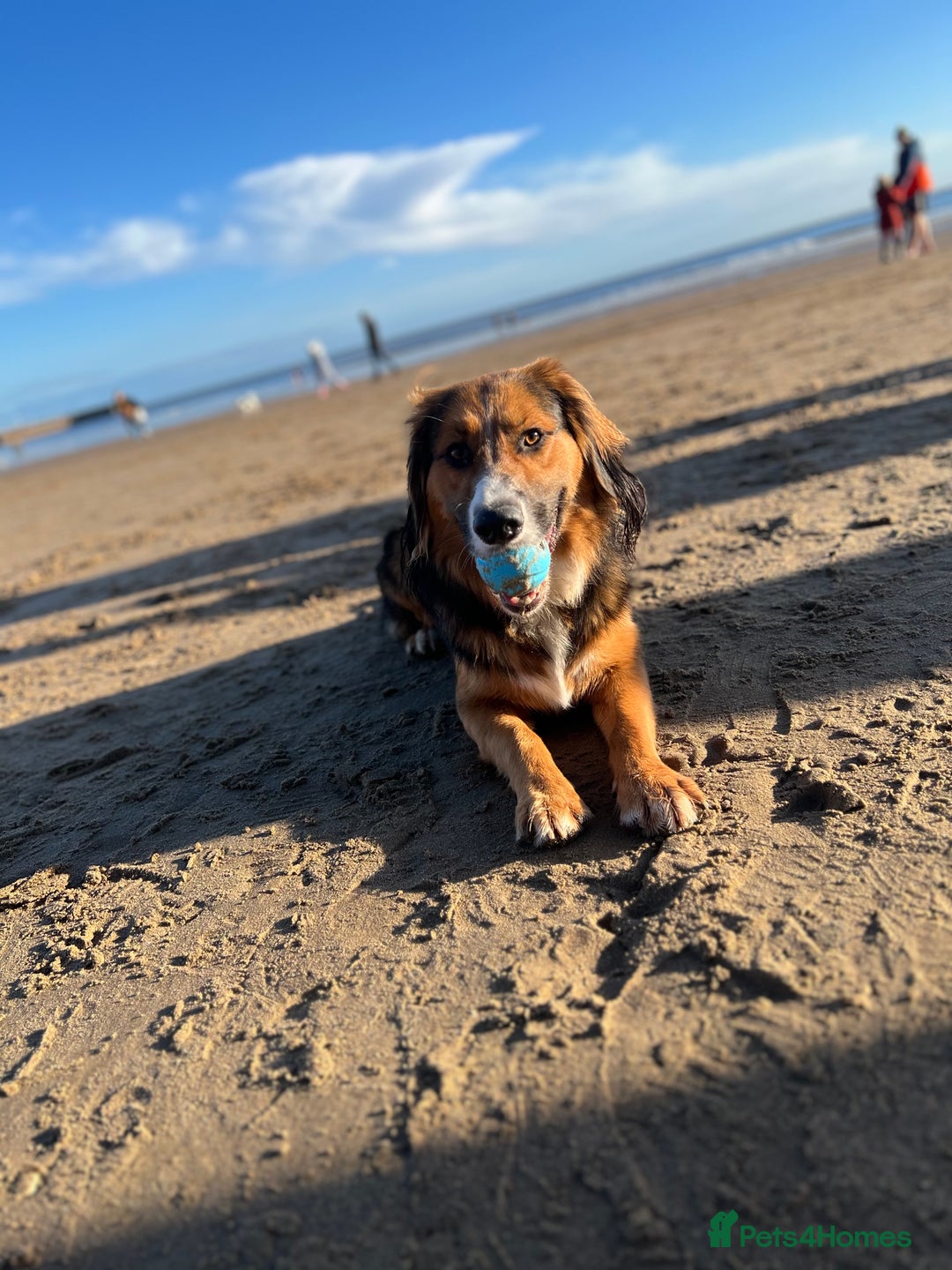 Mixed Breed dogs for sale: Ed our lovable family dog  - Image 4