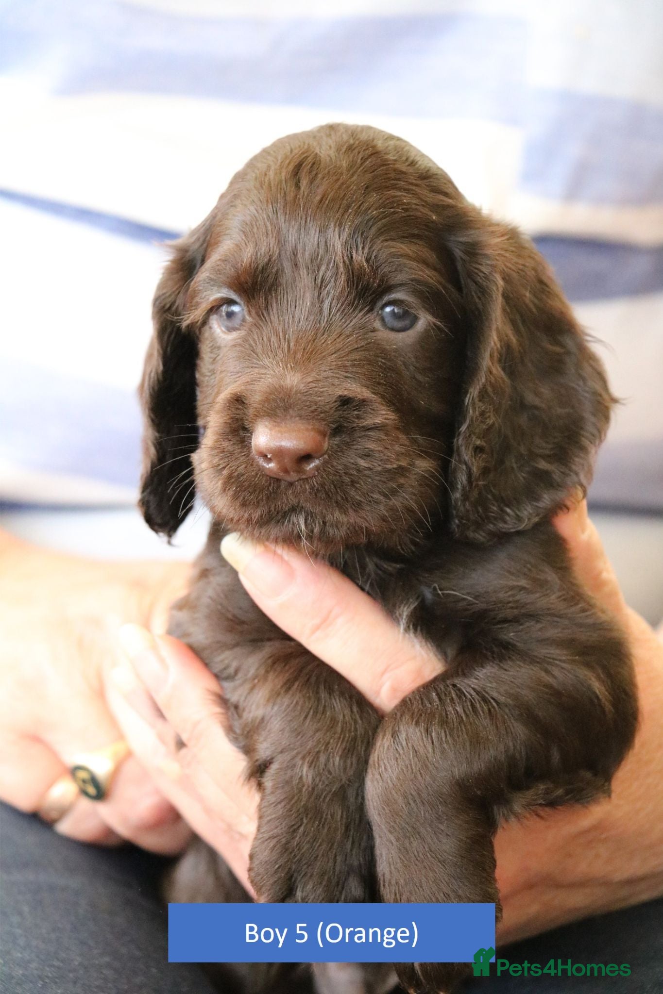 Cocker Spaniel dogs Health Tested Cocker Spaniel Puppies - Advert 14