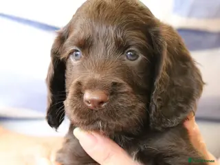 Cocker Spaniel dogs Health Tested Cocker Spaniel Puppies - Advert 14