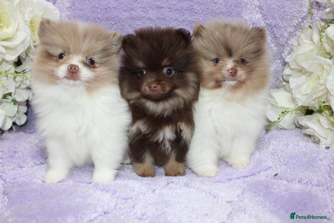 Pomeranian dogs for sale: PARTI MERLE QUALITY KC POMERANIANS - Image 2