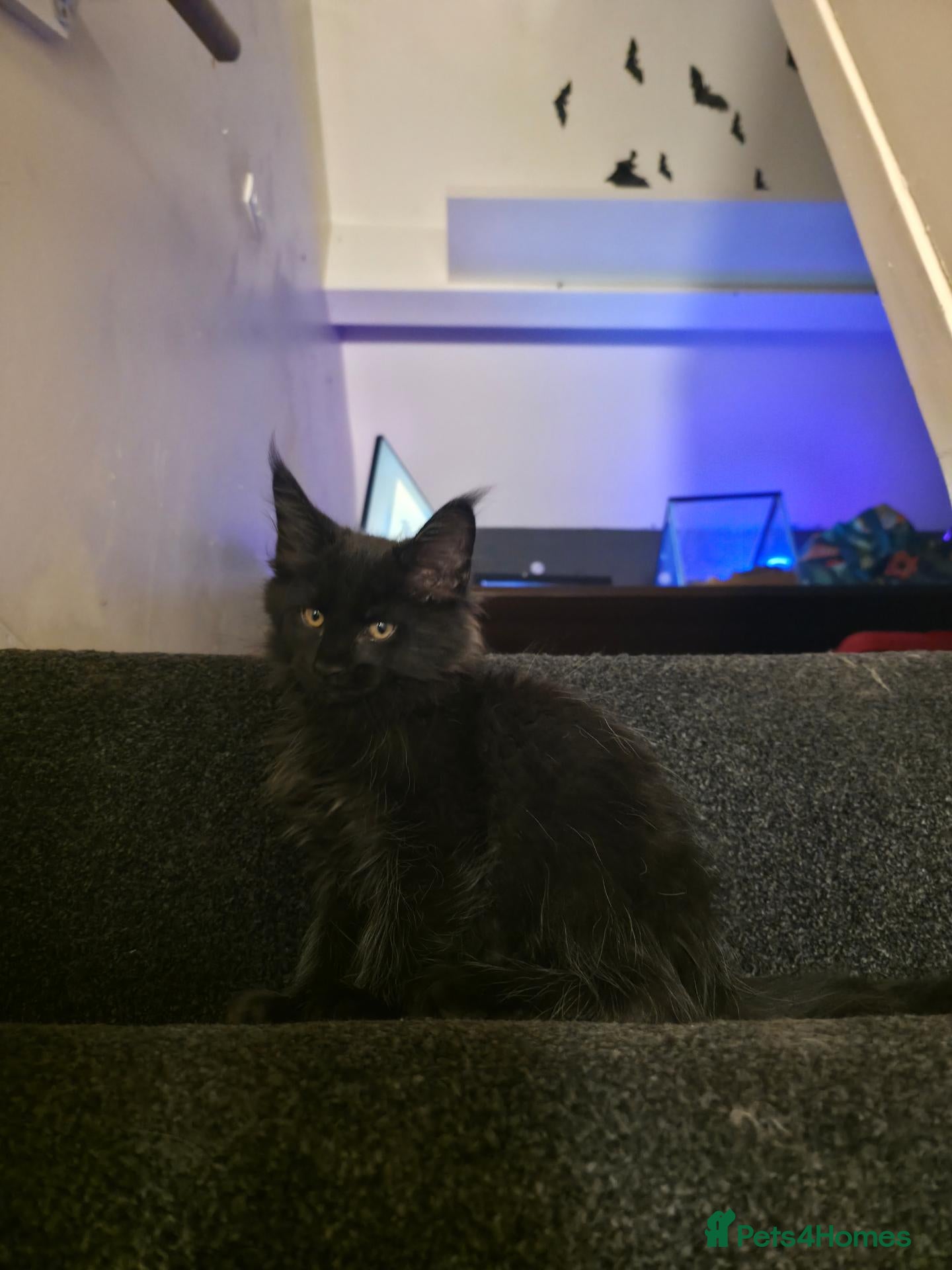 Maine Coon cats Maine Coon Kittens  - Advert 2