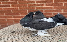Pigeons birds for sale: Exhibition Indian Garden Fantails  - Image 3