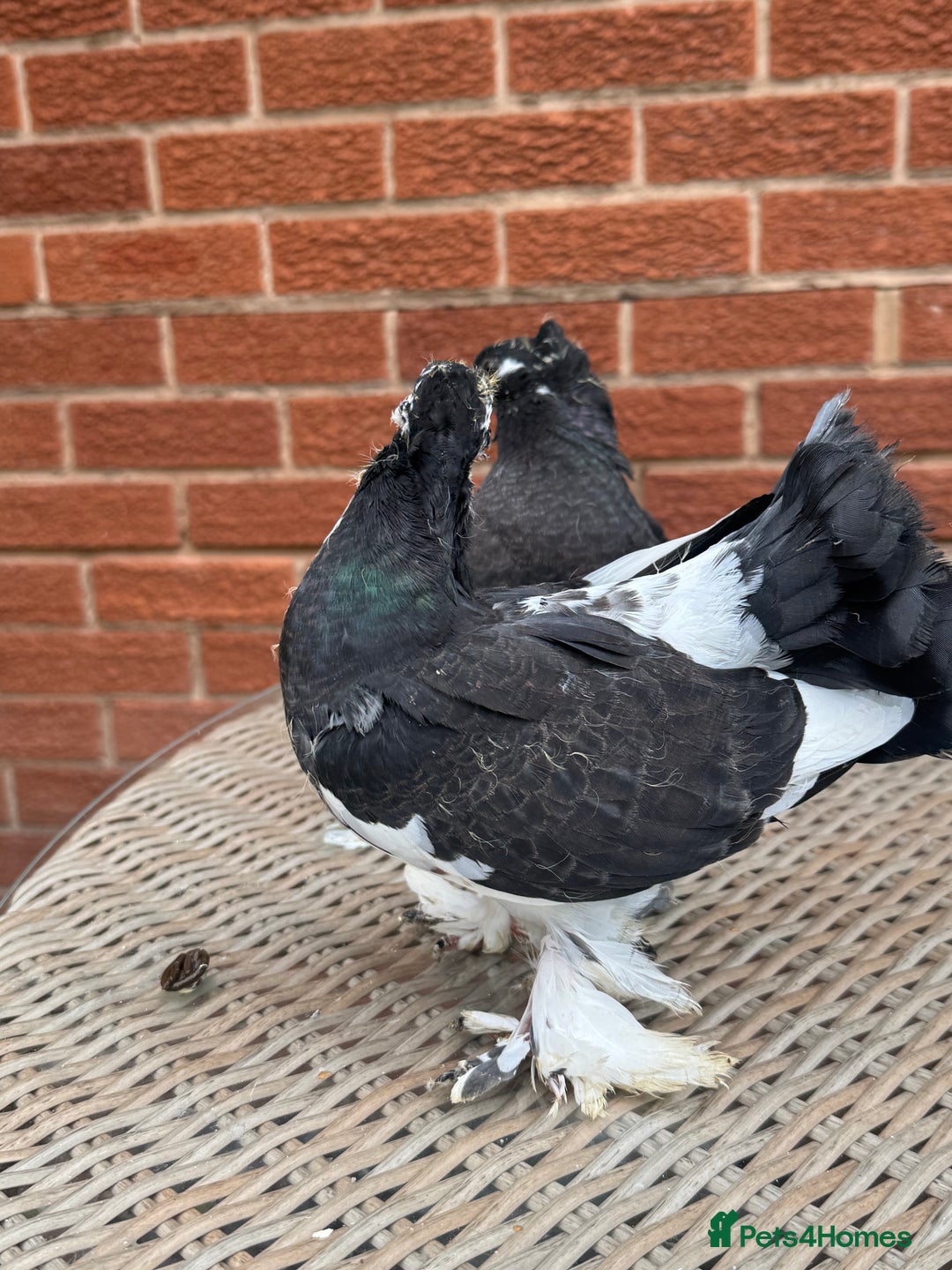 Pigeons birds for sale: Exhibition Indian Garden Fantails  - Image 3