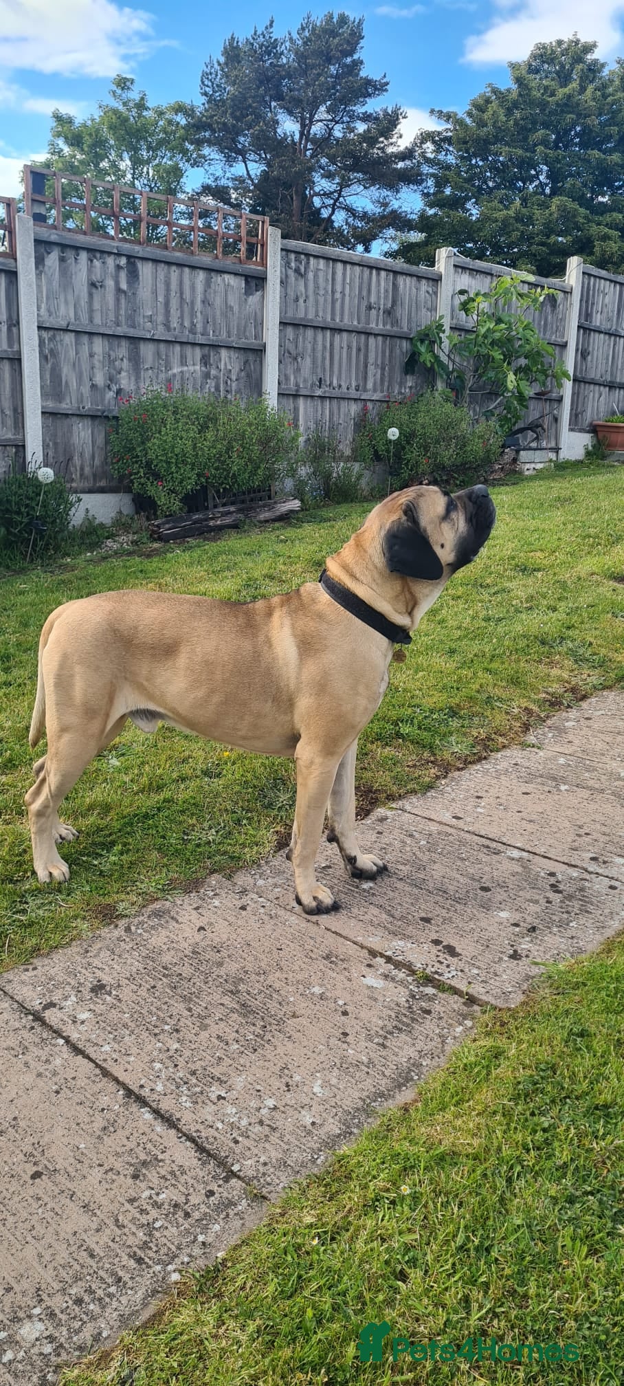 Cane Corso dogs Cane Corso STUD fawn - Advert 7