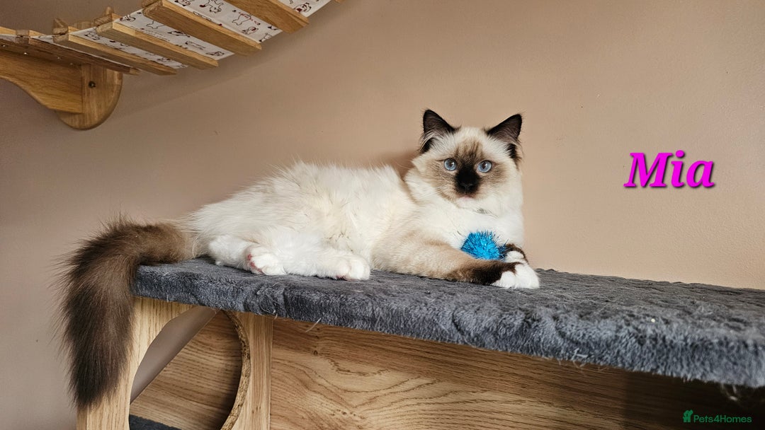 Ragdoll cats for sale: Only 2 girls left,Champion blood, TICA kittens in Nelson - Image 21