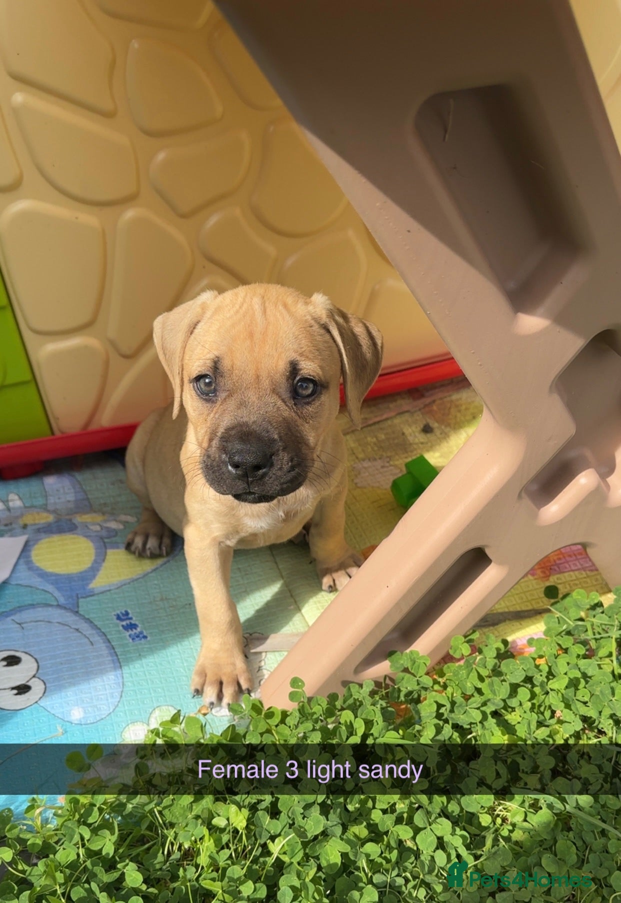 Staffordshire Bull Terrier dogs Gorgeous Staffordshire bullterrier pups - Advert 12