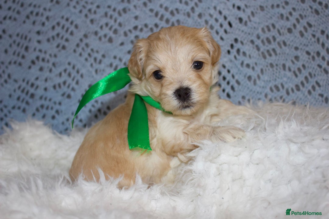 Maltipoo dogs for sale: F1 small Maltipoo puppies - Image 3