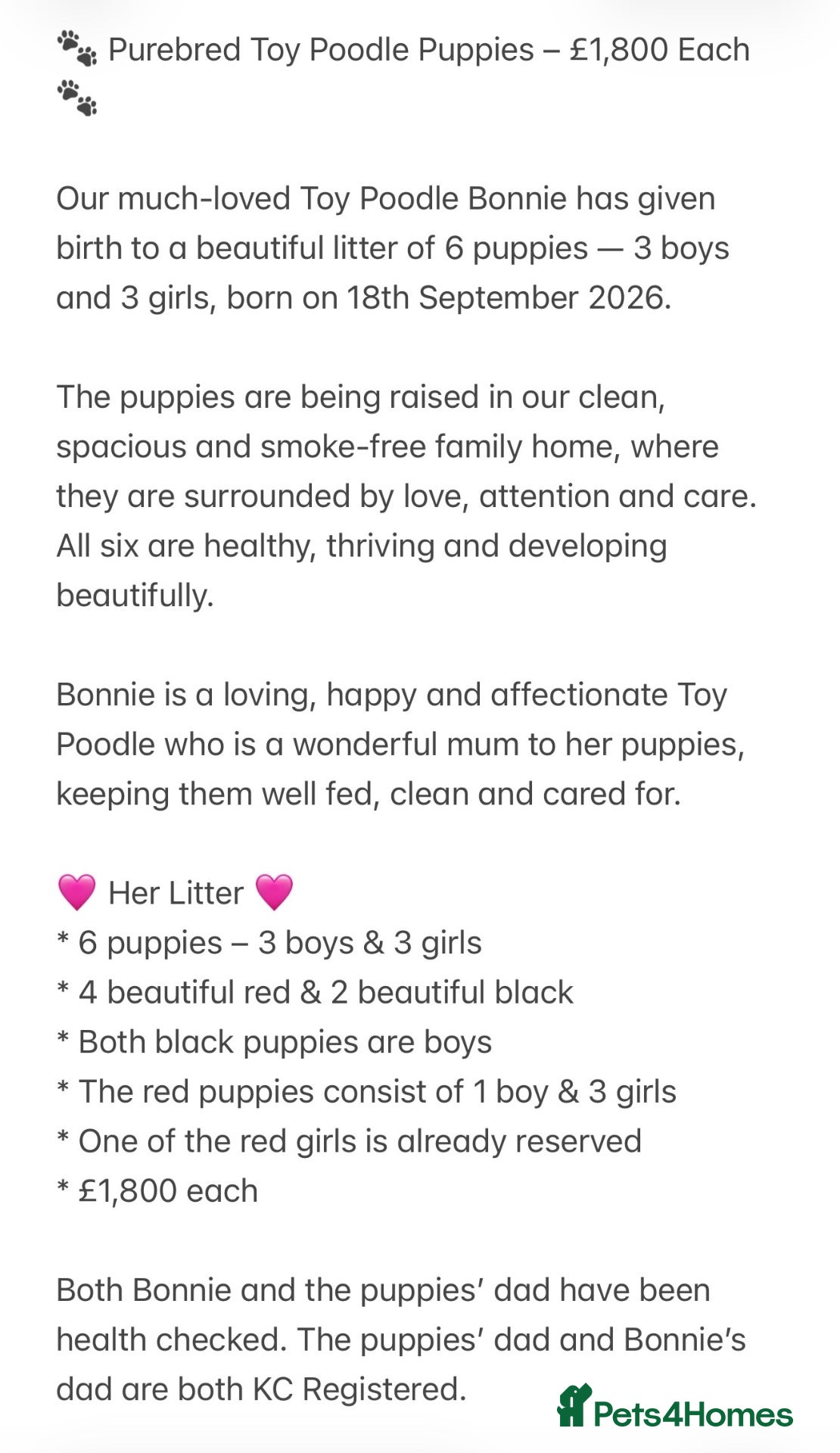 Toy Poodle dogs 🐾 Purebred Toy Poodle Puppies – £1,800 Each 🐾 - Advert 2