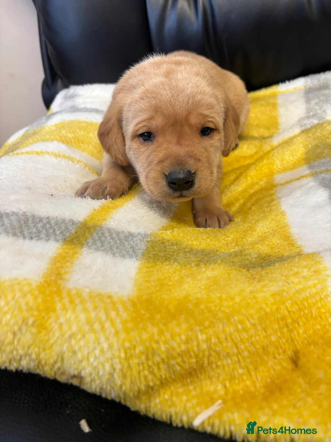 Labrador Retriever dogs for sale: KC Dark yellow Labrador pups  - Advert 3