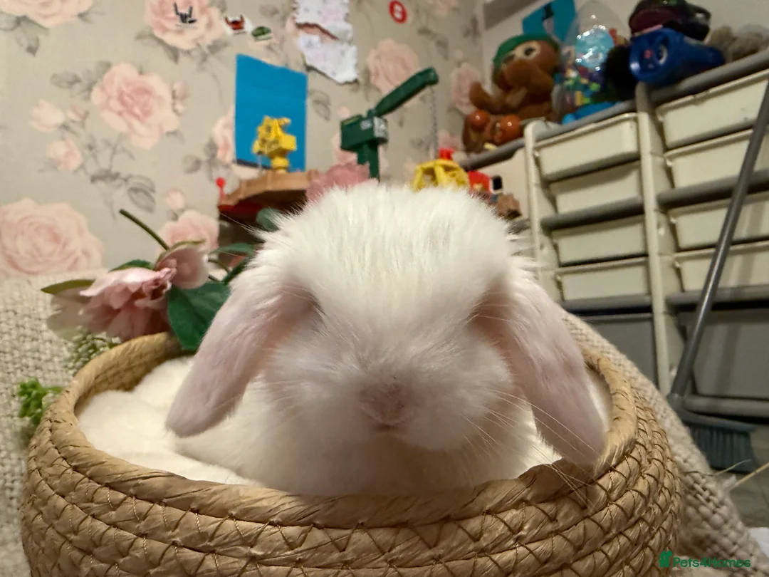 Mini Lop rabbits for sale: Mini lops - Advert 2