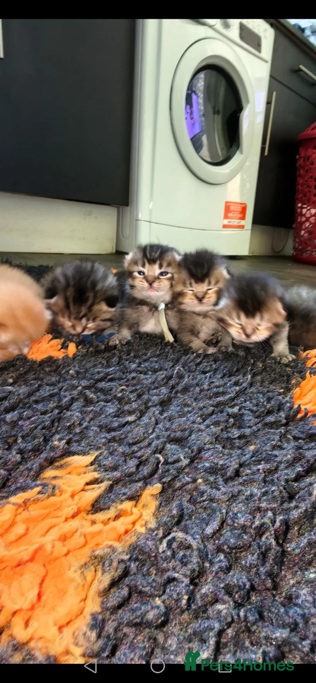 Scottish Fold cats for sale: Exceptional Scottish fold and Straight kittens - Advert 2