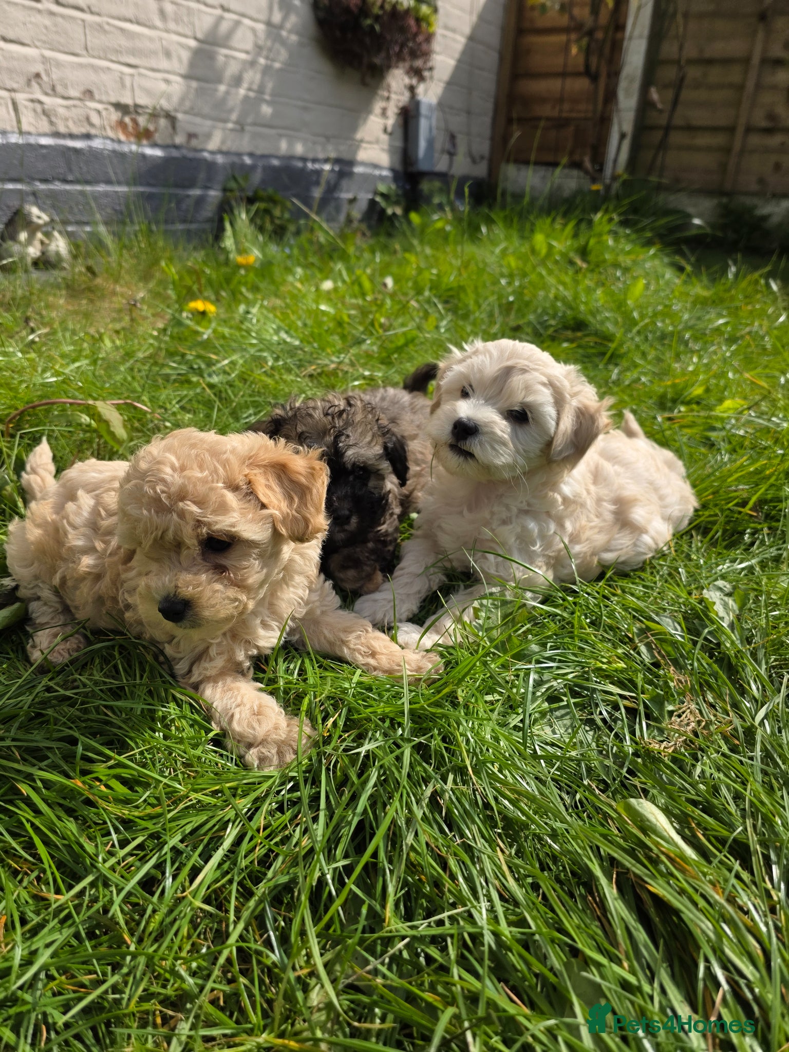 Maltipoo dogs Maltipoo Puppies for Sale - Advert 1